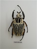 藏品(金龜子科(十一))的圖片